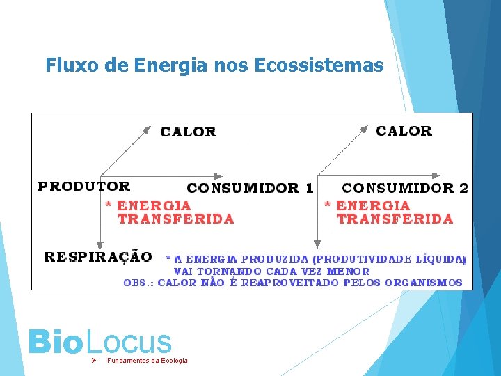 Fluxo de Energia nos Ecossistemas Bio. Locus Ø Fundamentos da Ecologia 