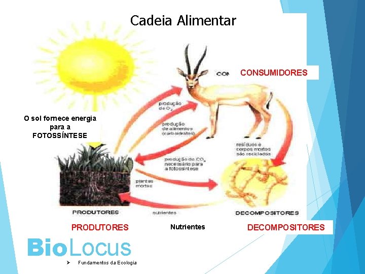 Cadeia Alimentar CONSUMIDORES O sol fornece energia para a FOTOSSÍNTESE PRODUTORES Bio. Locus Ø