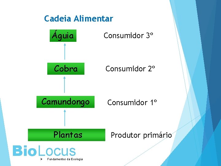 Cadeia Alimentar Águia Consumidor 3º Cobra Consumidor 2º Camundongo Consumidor 1º Plantas Bio. Locus