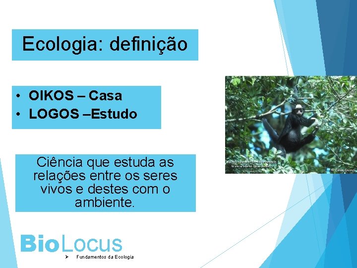 Ecologia: definição • OIKOS – Casa • LOGOS –Estudo Ciência que estuda as relações