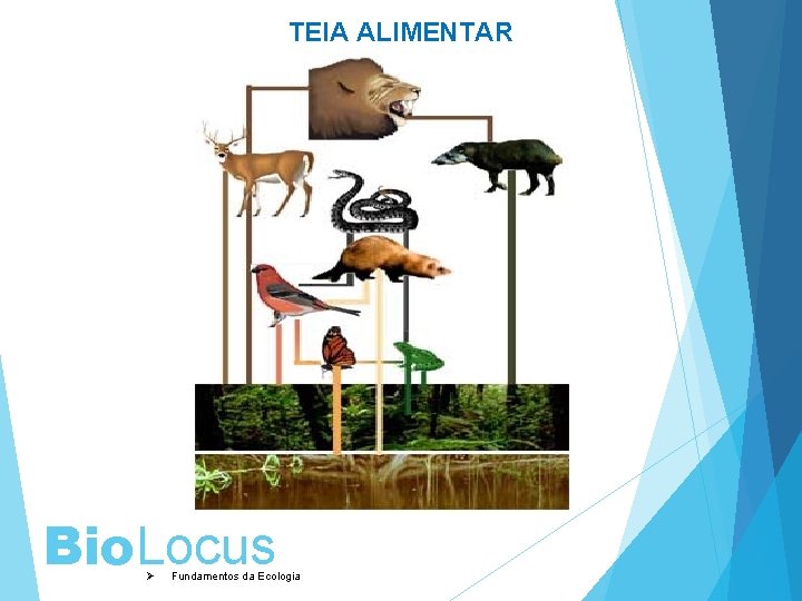 TEIA ALIMENTAR Bio. Locus Ø Fundamentos da Ecologia 