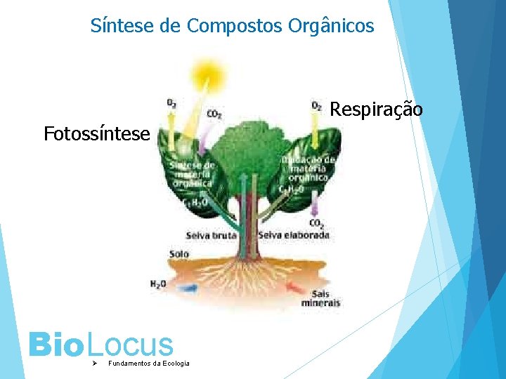 Síntese de Compostos Orgânicos Respiração Fotossíntese Bio. Locus Ø Fundamentos da Ecologia 