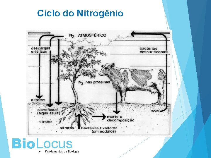 Ciclo do Nitrogênio Bio. Locus Ø Fundamentos da Ecologia 