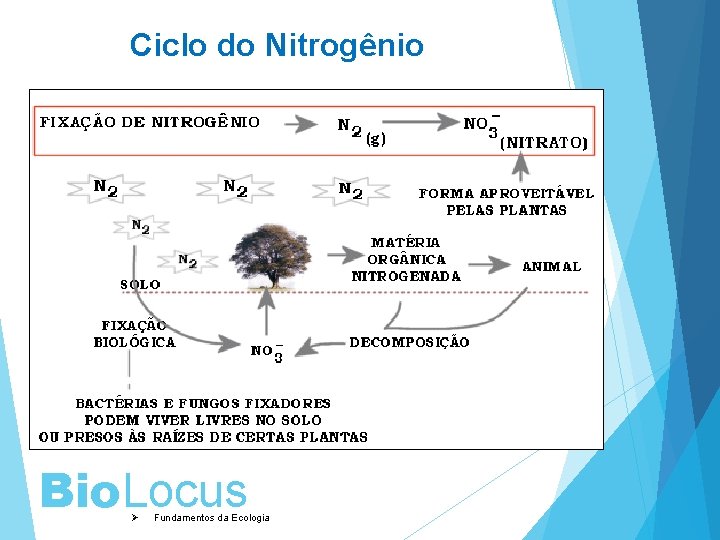 Ciclo do Nitrogênio Bio. Locus Ø Fundamentos da Ecologia 