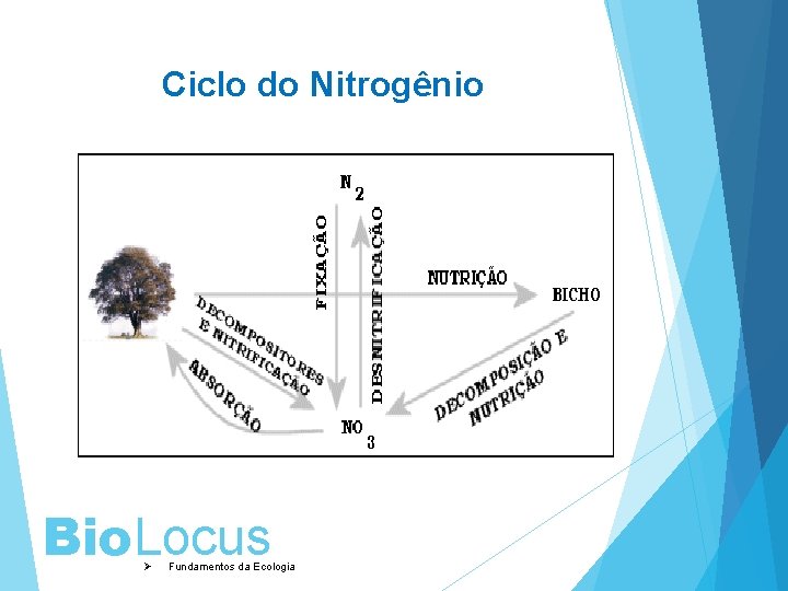 Ciclo do Nitrogênio Bio. Locus Ø Fundamentos da Ecologia 