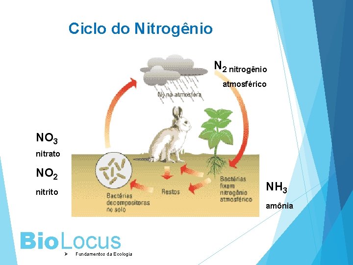 Ciclo do Nitrogênio N 2 nitrogênio atmosférico NO 3 nitrato NO 2 NH 3