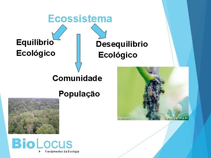 Ecossistema Equilíbrio Ecológico Desequilíbrio Ecológico Comunidade População Bio. Locus Ø Fundamentos da Ecologia 