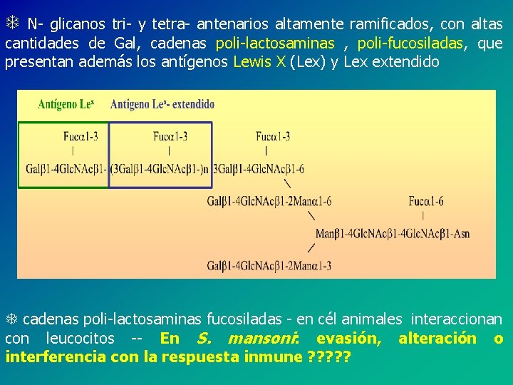 T N- glicanos tri- y tetra- antenarios altamente ramificados, con altas cantidades de Gal,