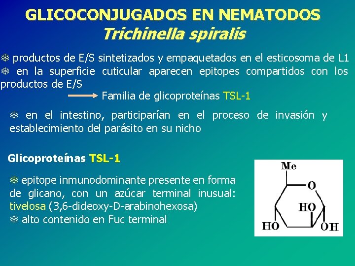 GLICOCONJUGADOS EN NEMATODOS Trichinella spiralis T productos de E/S sintetizados y empaquetados en el