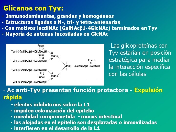 Glicanos con Tyv: - Inmunodominantes, grandes y homogéneos - Estructuras ligadas a N-, tri-