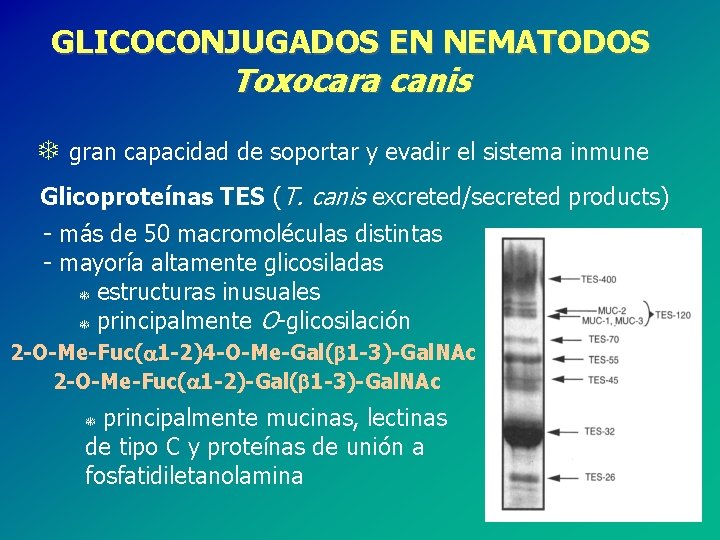 GLICOCONJUGADOS EN NEMATODOS Toxocara canis T gran capacidad de soportar y evadir el sistema