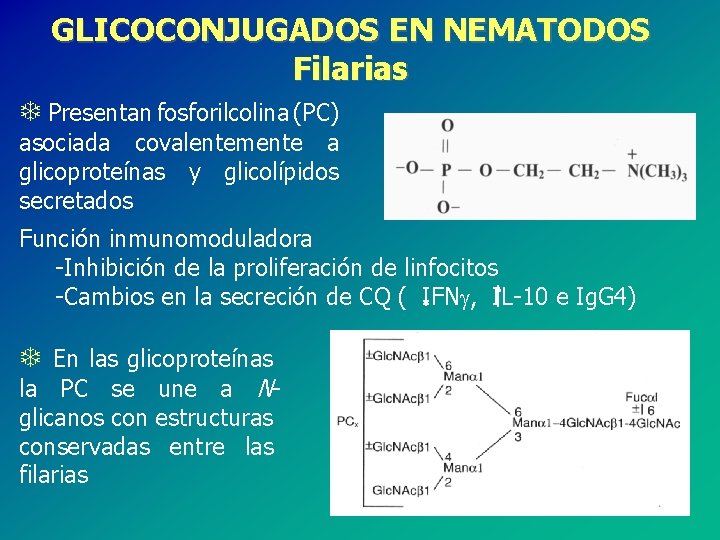 GLICOCONJUGADOS EN NEMATODOS Filarias T Presentan fosforilcolina (PC) asociada covalentemente a glicoproteínas y glicolípidos