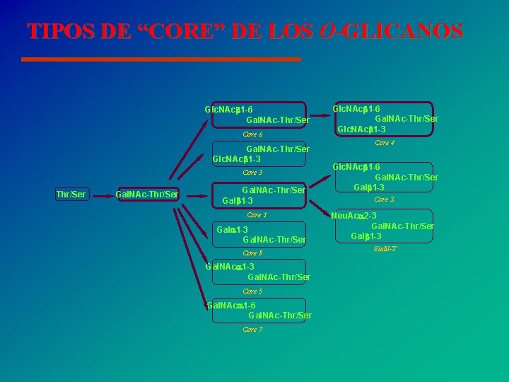 TIPOS DE “CORE” DE LOS O-GLICANOS Glc. NAc 1 -6 Gal. NAc-Thr/Ser Core 6