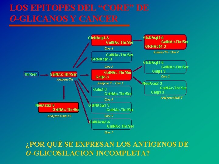 LOS EPITOPES DEL “CORE” DE O-GLICANOS Y CANCER Glc. NAc 1 -6 Gal. NAc-Thr/Ser