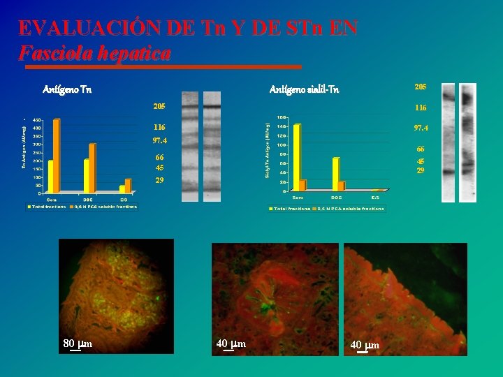 EVALUACIÓN DE Tn Y DE STn EN Fasciola hepatica 205 Antígeno sialil-Tn Antígeno Tn