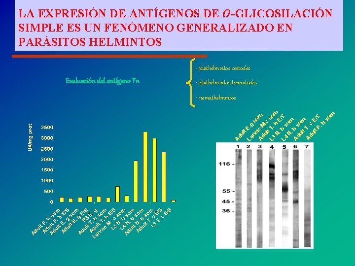 LA EXPRESIÓN DE ANTÍGENOS DE O-GLICOSILACIÓN ¿EL ANTIGENO Tn SE EXPRESA TAMBIÉN SIMPLE ES