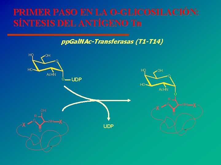 PRIMER PASO EN LA O-GLICOSILACIÓN: SÍNTESIS DEL ANTÍGENO Tn pp. Gal. NAc-Transferasas (T 1