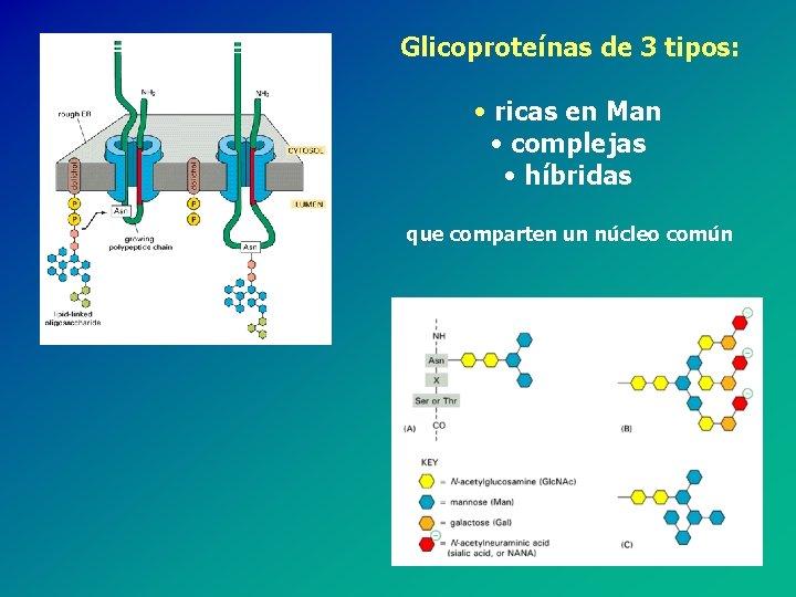 Glicoproteínas de 3 tipos: • ricas en Man • complejas • híbridas que comparten