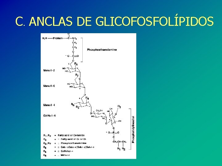 C. ANCLAS DE GLICOFOSFOLÍPIDOS 