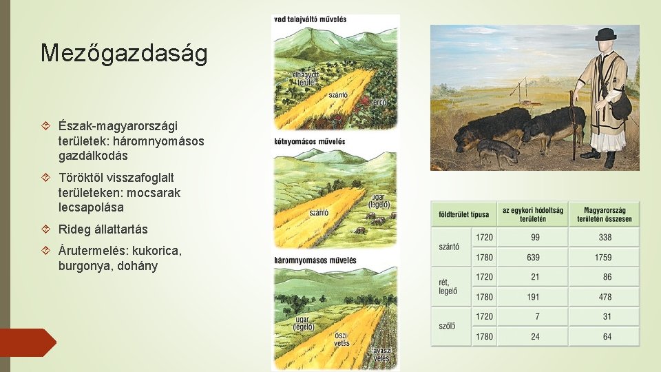 Mezőgazdaság Észak-magyarországi területek: háromnyomásos gazdálkodás Töröktől visszafoglalt területeken: mocsarak lecsapolása Rideg állattartás Árutermelés: kukorica,