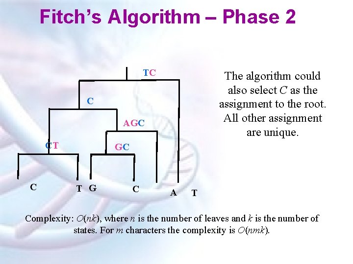 Fitch’s Algorithm – Phase 2 TC The algorithm could also select C as the