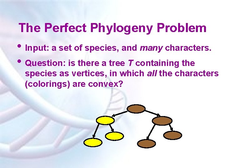The Perfect Phylogeny Problem • Input: a set of species, and many characters. •