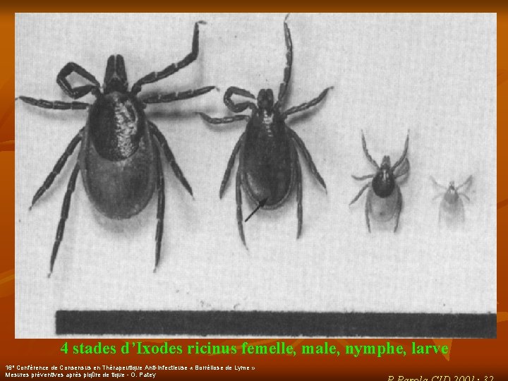 4 stades d’Ixodes ricinus femelle, male, nymphe, larve 16 e Conférence de Consensus en
