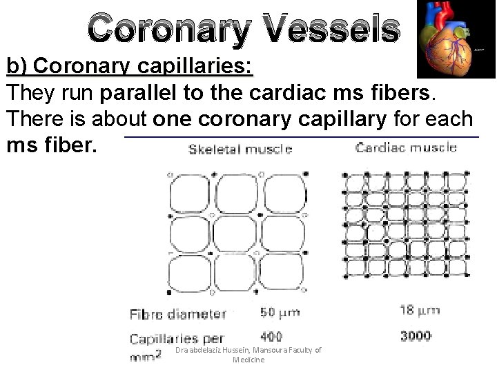 Coronary Vessels b) Coronary capillaries: They run parallel to the cardiac ms fibers. There
