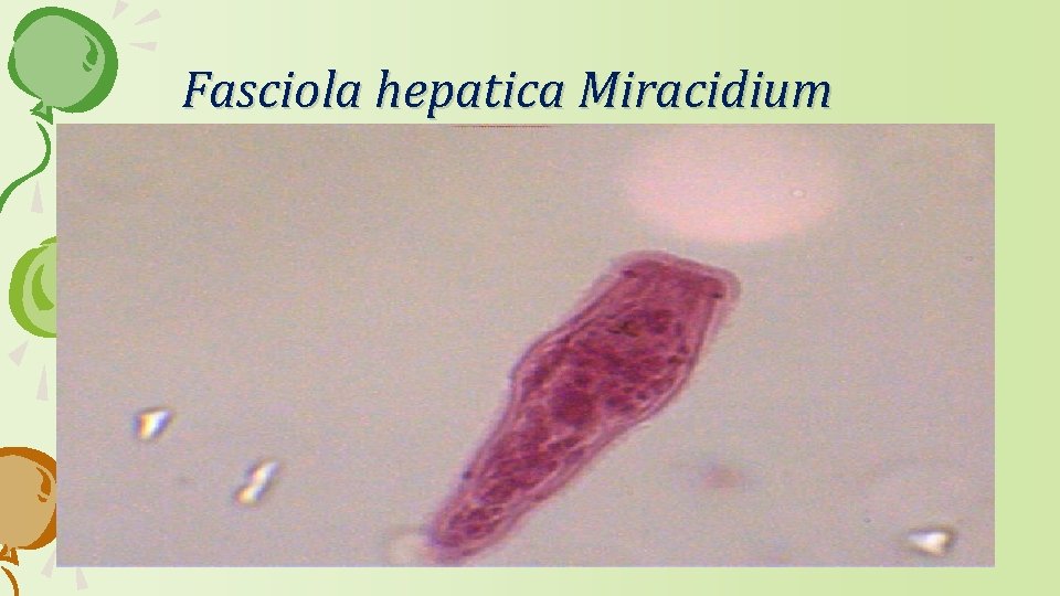 Fasciola hepatica Miracidium 