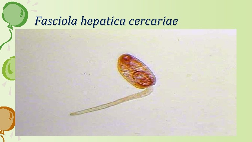 Fasciola hepatica cercariae 