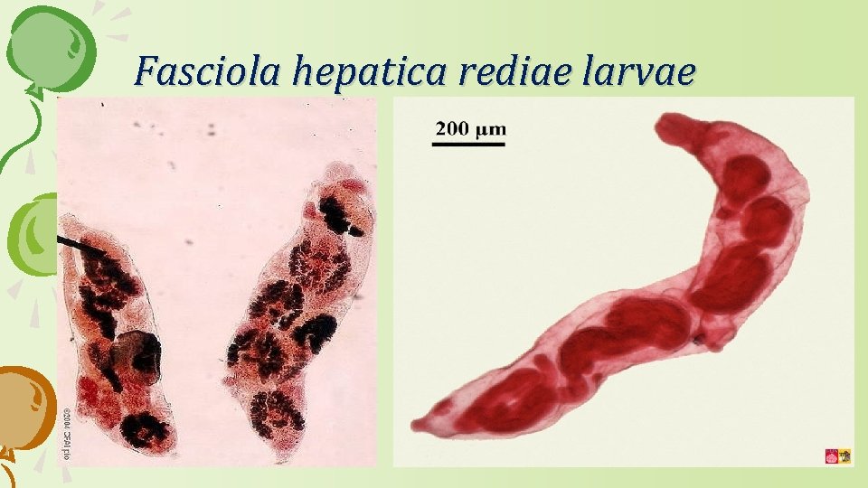 Fasciola hepatica rediae larvae 