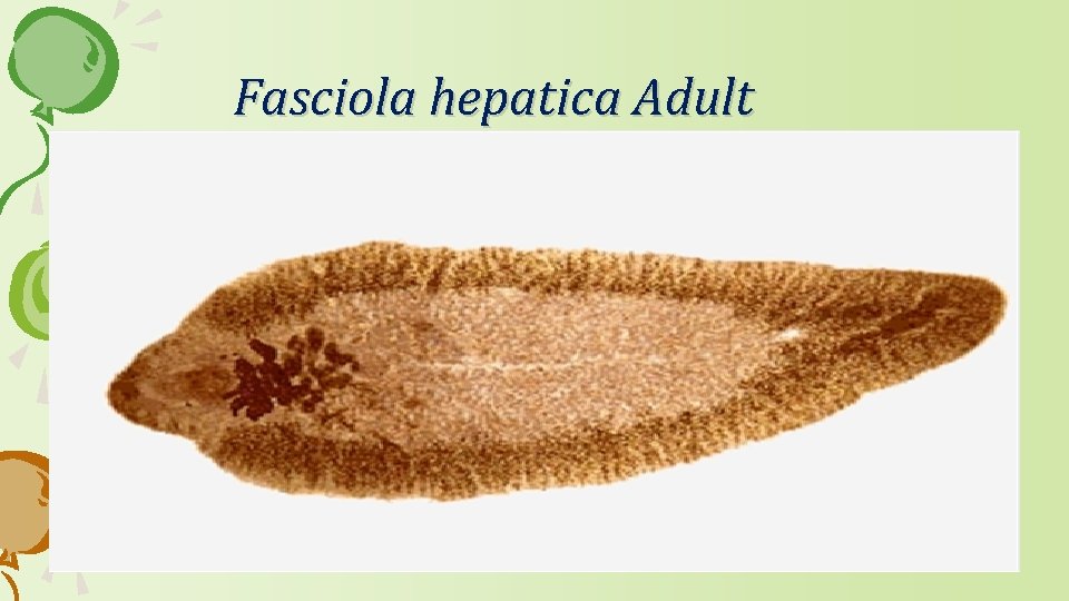 Fasciola hepatica Adult 