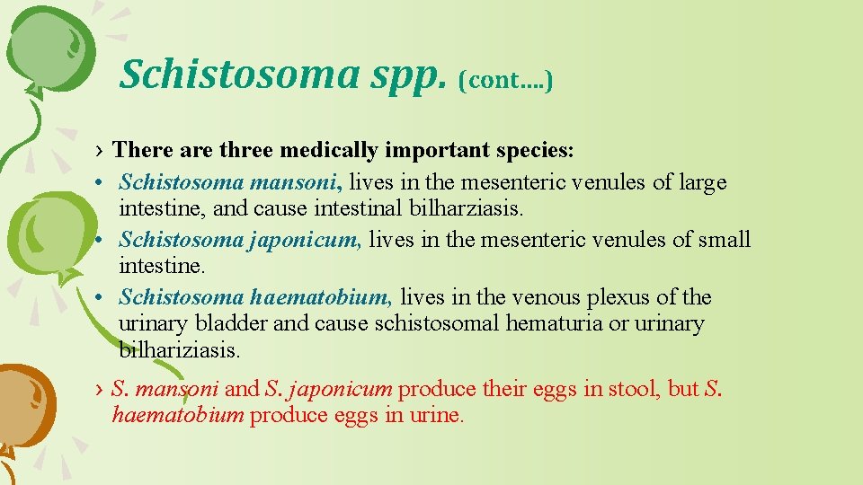 Schistosoma spp. (cont…. ) › There are three medically important species: • Schistosoma mansoni,