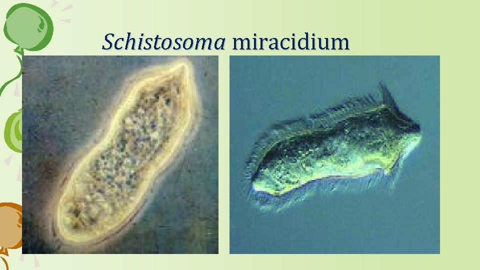 Schistosoma miracidium 