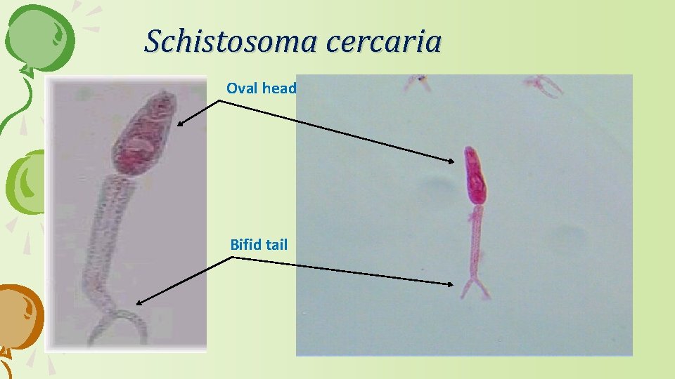 Schistosoma cercaria Oval head Bifid tail 