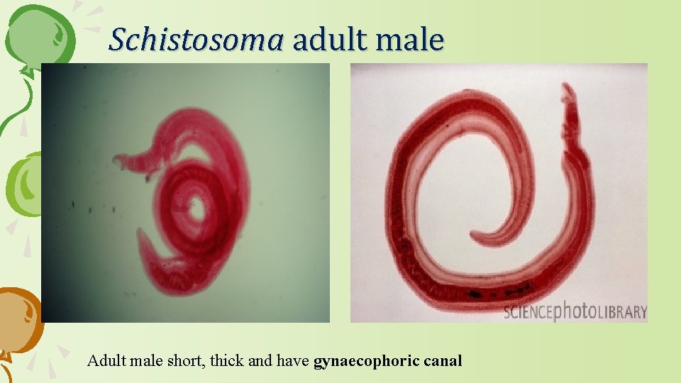 Schistosoma adult male Adult male short, thick and have gynaecophoric canal 