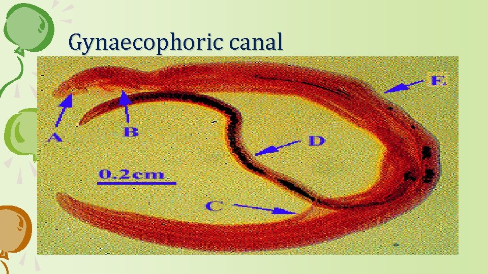 Gynaecophoric canal 