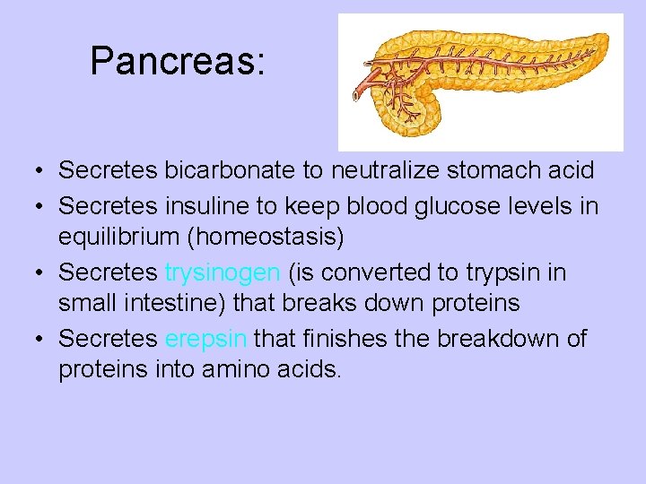 Pancreas: • Secretes bicarbonate to neutralize stomach acid • Secretes insuline to keep blood