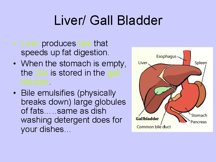 Liver/ Gall Bladder • Liver produces bile that speeds up fat digestion. • When