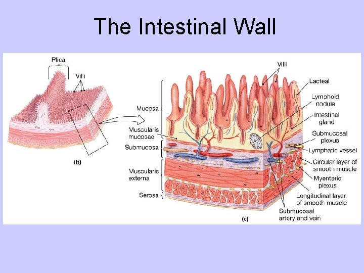 The Intestinal Wall 