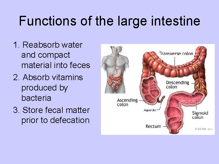 Functions of the large intestine 1. Reabsorb water and compact material into feces 2.