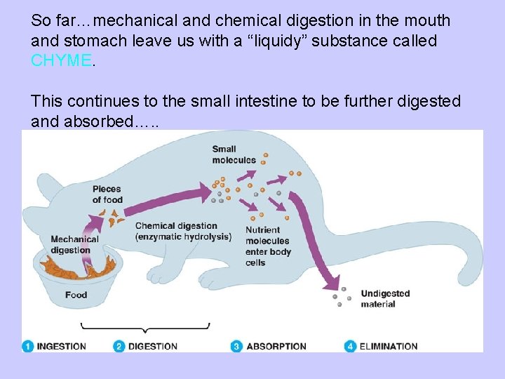 So far…mechanical and chemical digestion in the mouth and stomach leave us with a