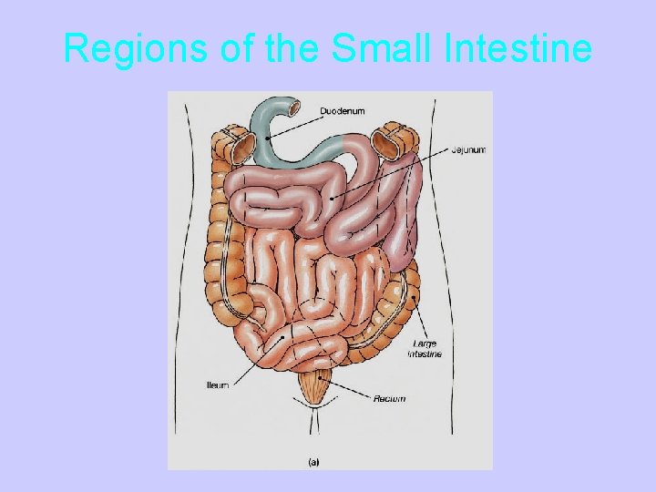 Regions of the Small Intestine 