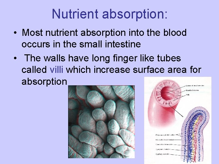 Nutrient absorption: • Most nutrient absorption into the blood occurs in the small intestine