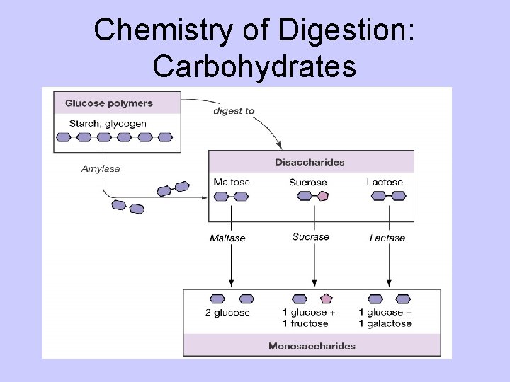 Chemistry of Digestion: Carbohydrates 