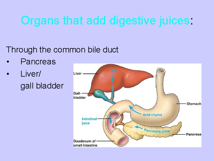 Organs that add digestive juices: Through the common bile duct • Pancreas • Liver/