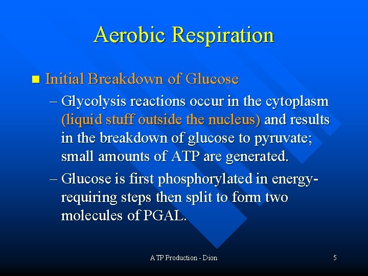 Aerobic Respiration n Initial Breakdown of Glucose – Glycolysis reactions occur in the cytoplasm