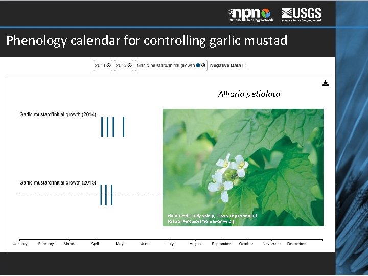 Phenology calendar for controlling garlic mustad Alliaria petiolata Photo credit: Jody Shimp, Illinois Department