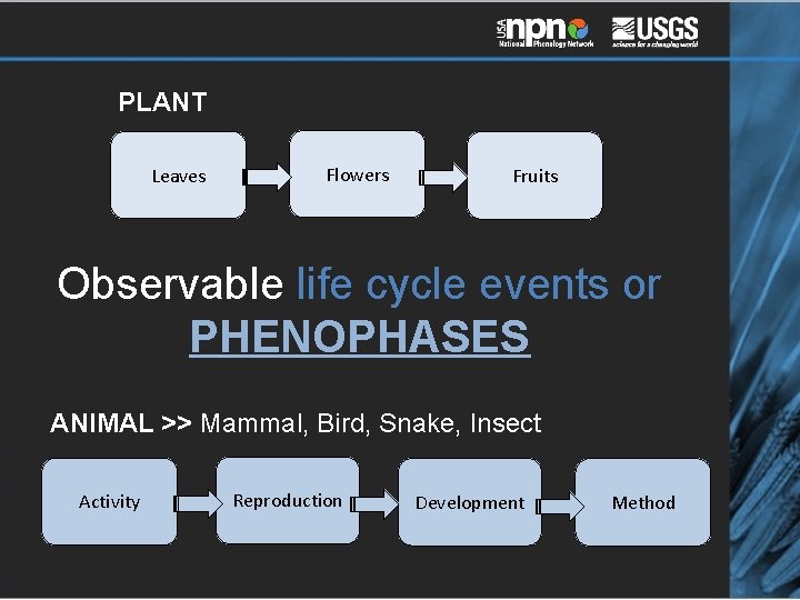 PLANT Leaves Flowers Fruits Observable life cycle events or PHENOPHASES ANIMAL >> Mammal, Bird,