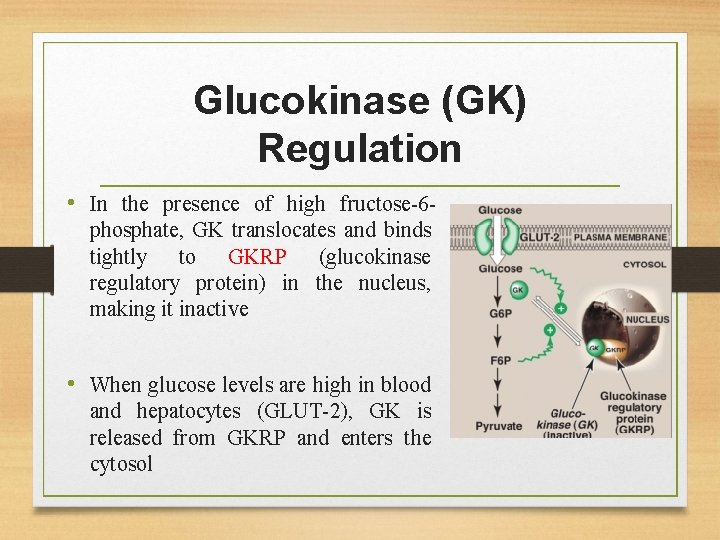 Glucokinase (GK) Regulation • In the presence of high fructose-6 phosphate, GK translocates and